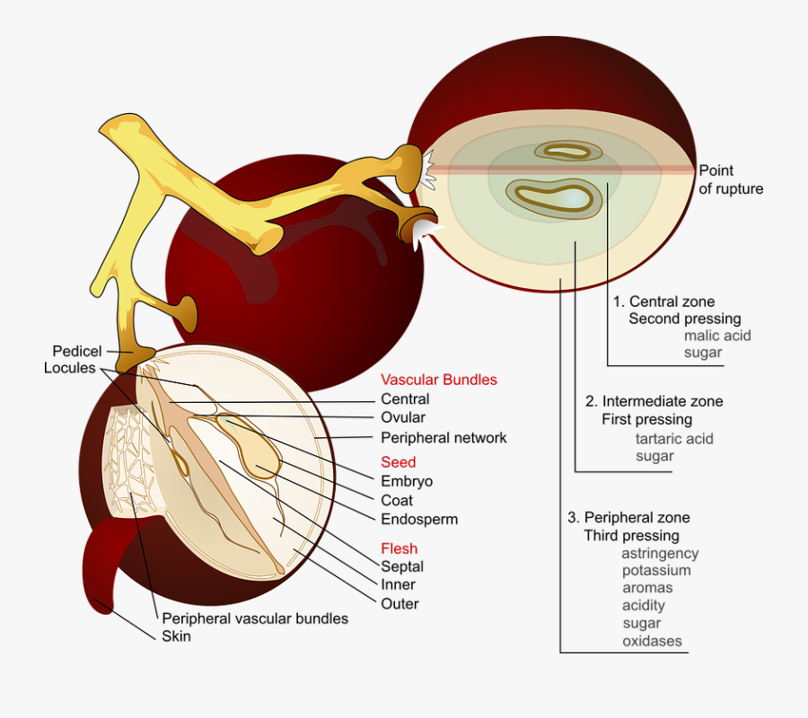 Grape Diagram , Free Transparent Clipart ClipartKey