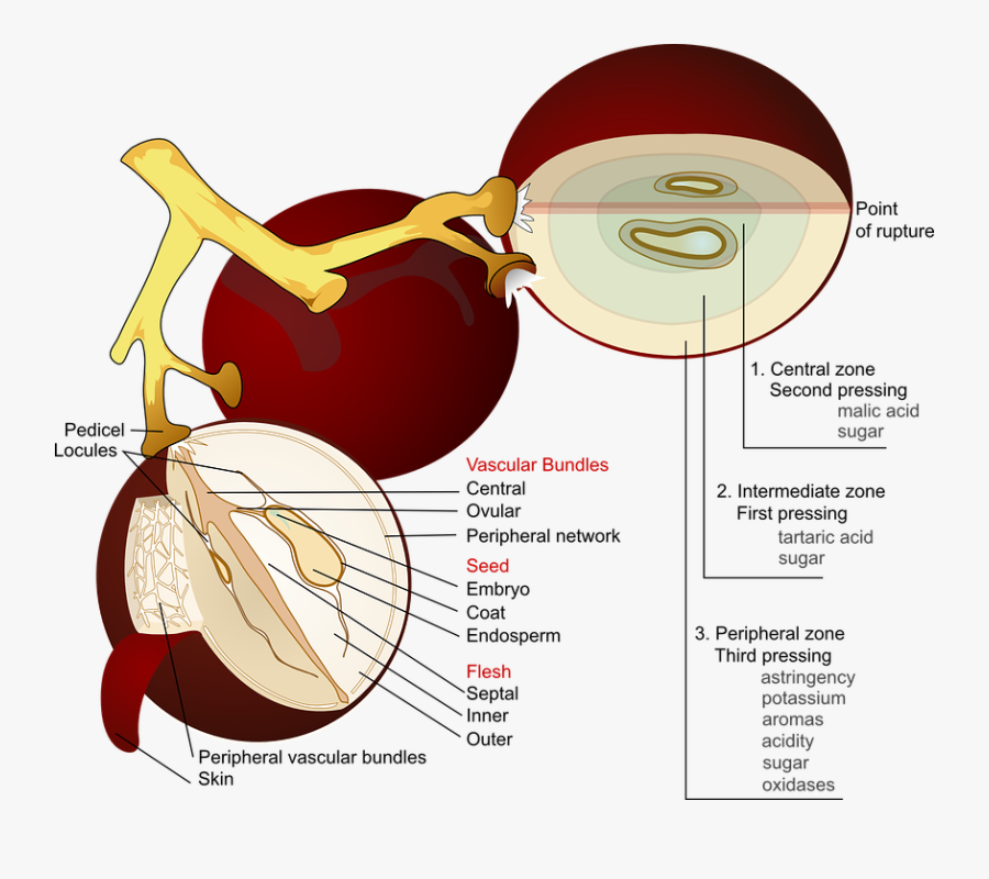 Grape Diagram, Transparent Clipart