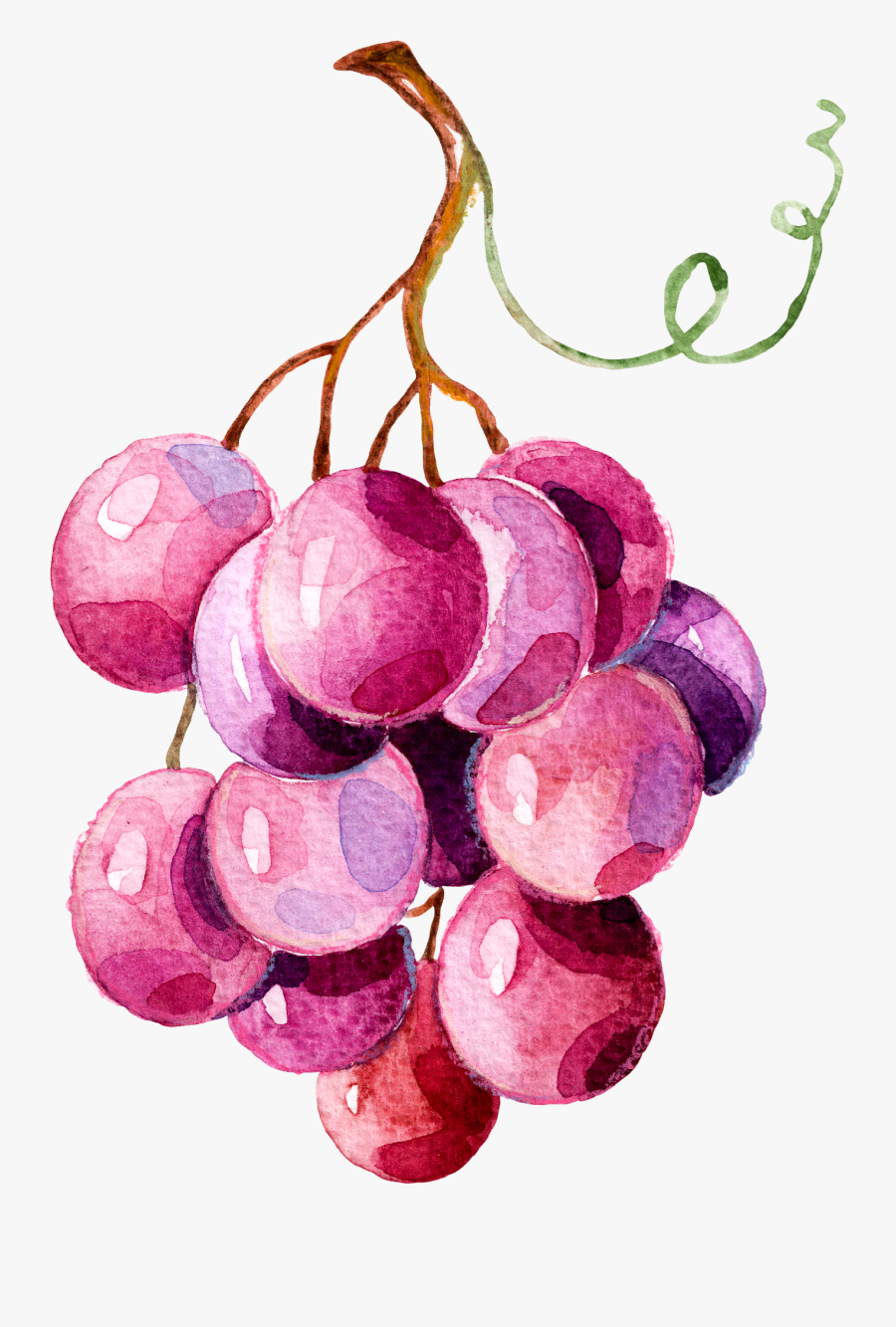 Grapes Watercolor Painting Png, Transparent Clipart