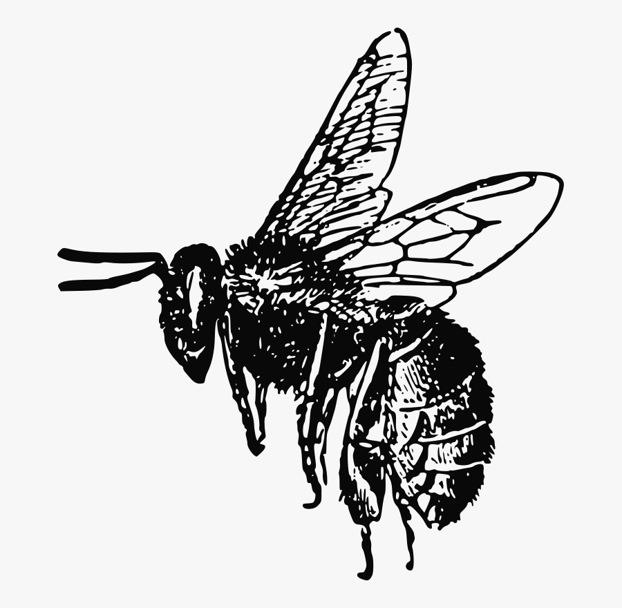 Bee Svg Clip Arts - Realistic Bee Clip Art Black And White, Transparent Clipart