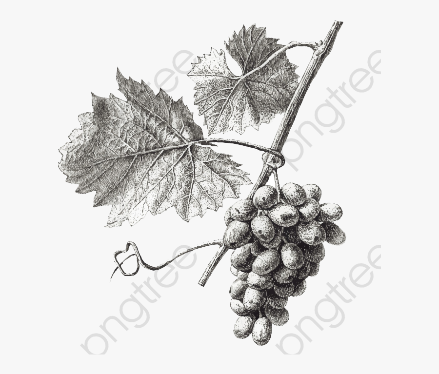 Grapes Clipart Simple Graphics - Grape Leaves Drawing Png, Transparent Clipart