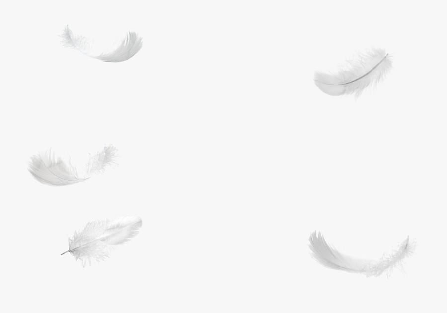 Feathers Falling No Background Png - Falling White Feathers Transparent, Transparent Clipart