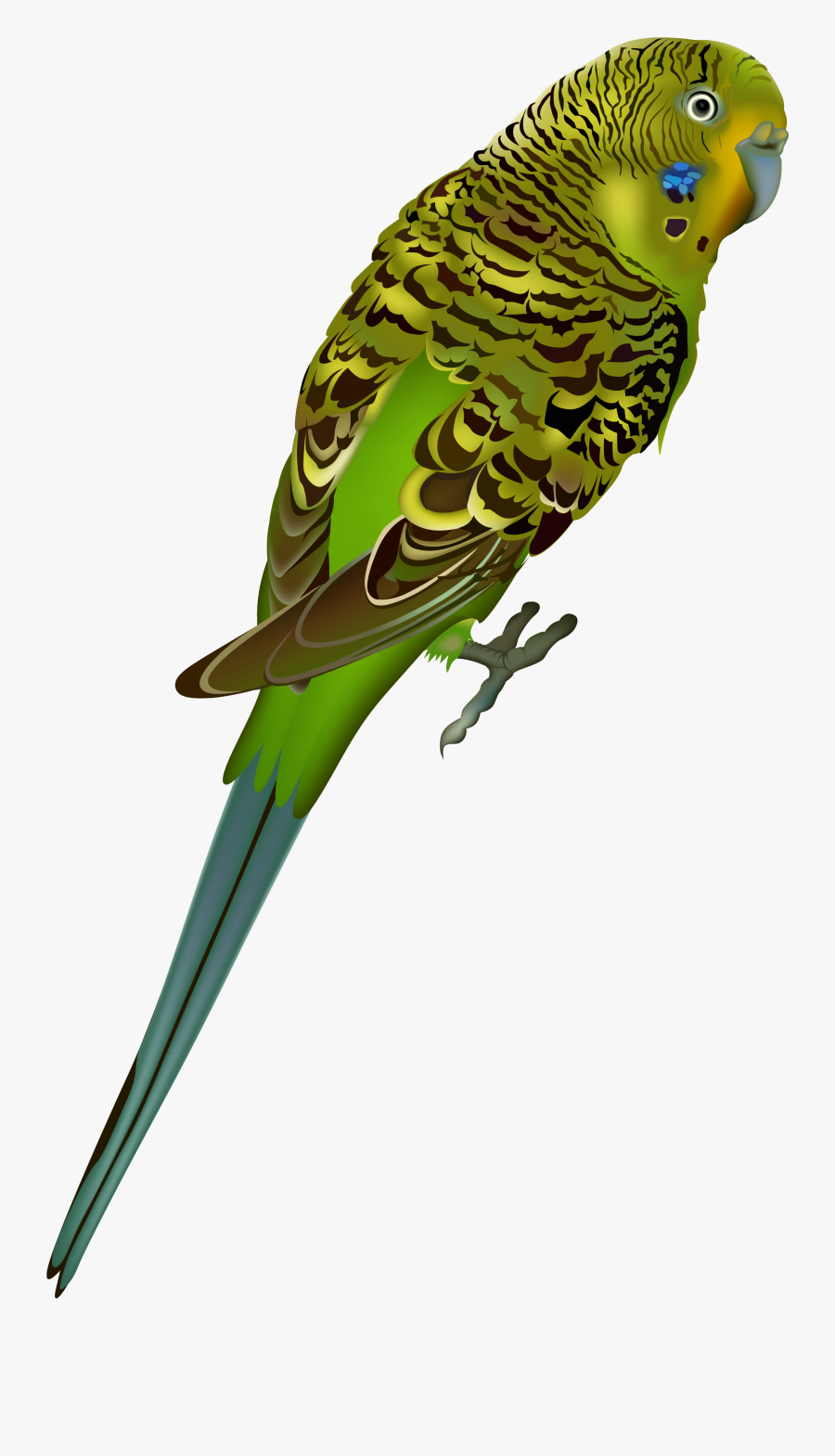 Periquito Png, Transparent Clipart
