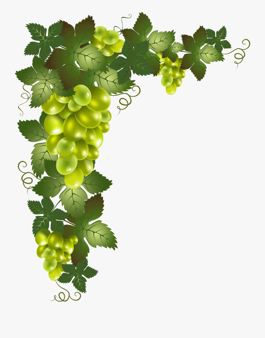 Grapevine Clipart Fruit Vine - Grape Vine Border Png, Transparent Clipart
