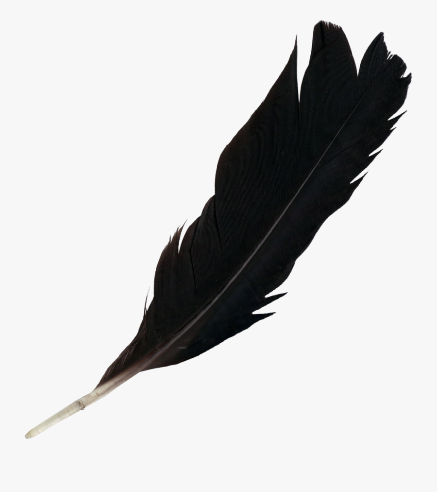 Png Feathers Free Transparent - Black Feather Transparent Background, Transparent Clipart