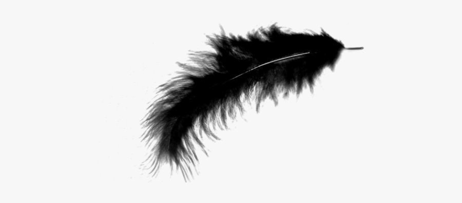 Feather - Black White Feather Png, Transparent Clipart