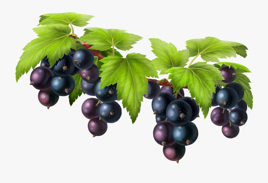 Grapes Clipart, Transparent Clipart