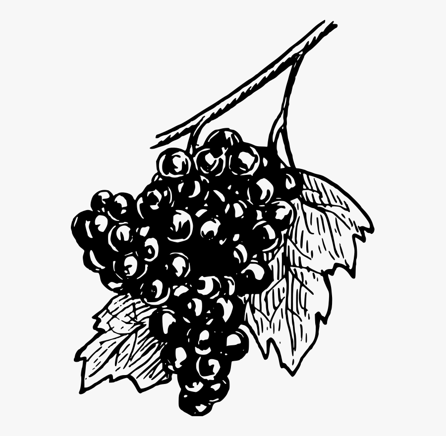 Art,monochrome Photography,artwork - Grape Draw Png, Transparent Clipart