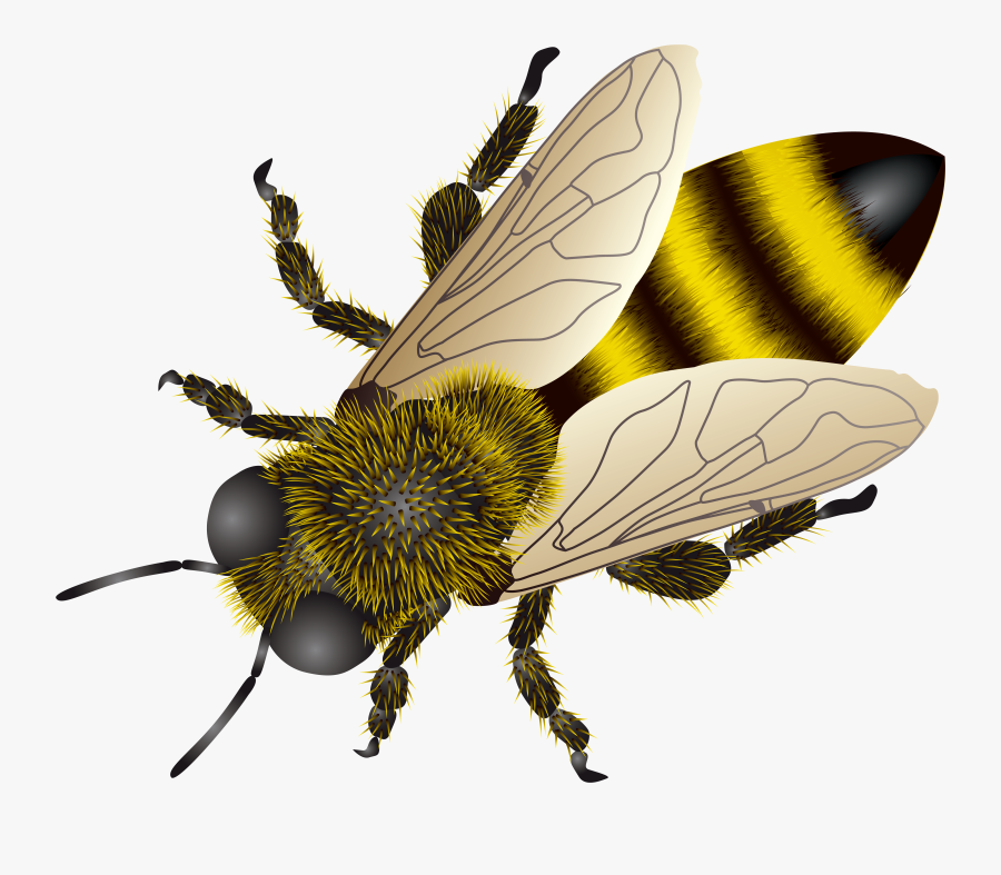 Background Honey Bee Transparent Png Bee Transparent, Transparent Clipart