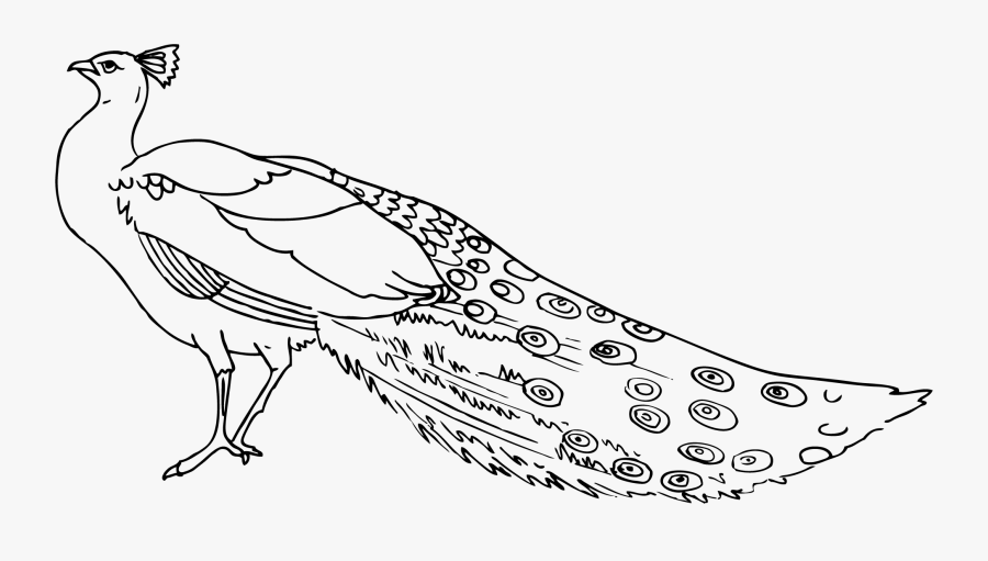 Peacock Clipart 3 - Peacock Black And White, Transparent Clipart
