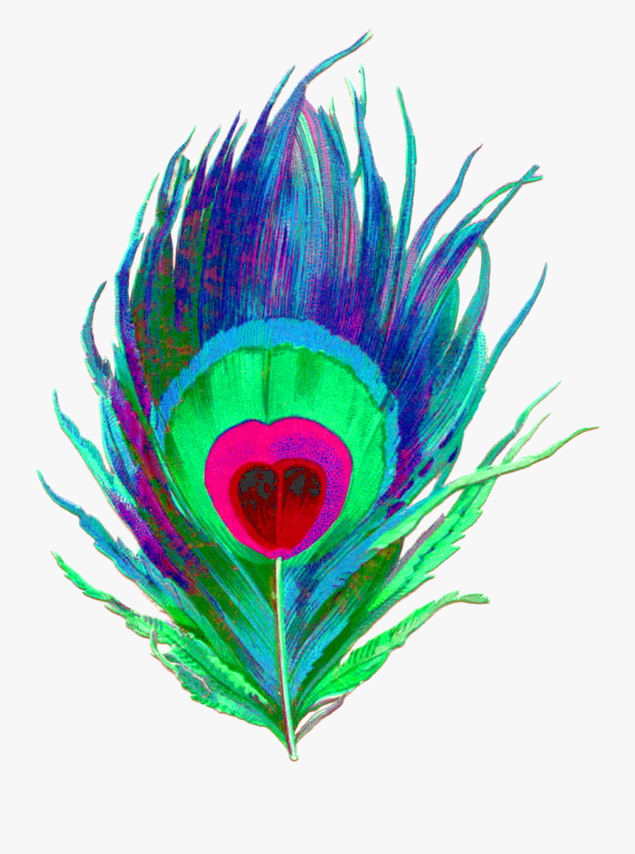 May 2015 Little Vixen Designs - Peacock Feather Png Logo, Transparent Clipart