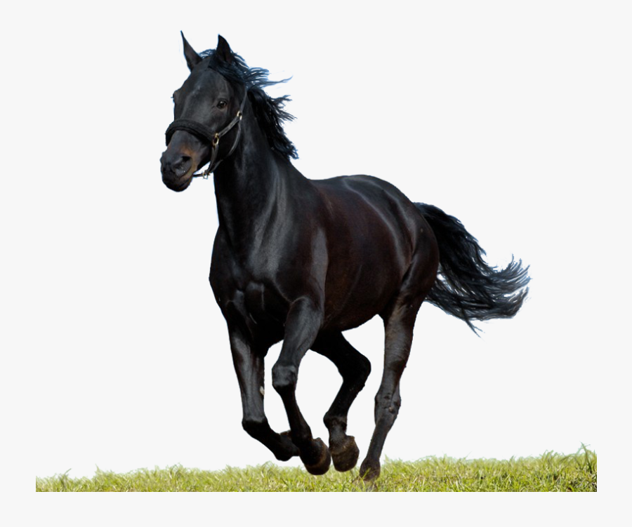 Transparent Clipart Image Black Horse Psd Runing - Png Horse Images Black, Transparent Clipart