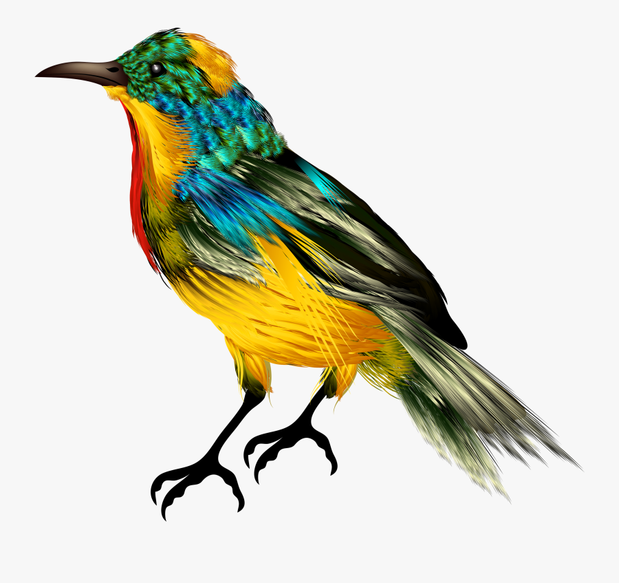 Colourful Bird Png Clipart - Picsart Birds Png Hd, Transparent Clipart