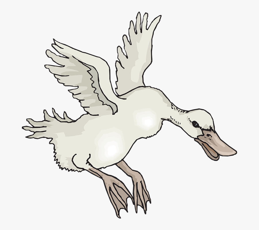 White, Bird, Duck, Wings, Animal, Landing, Feathers - Bebek Vector Png, Transparent Clipart