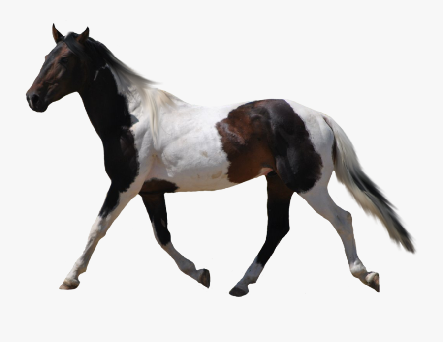 Horse Clip Art Clear Background - Horses With No Background, Transparent Clipart