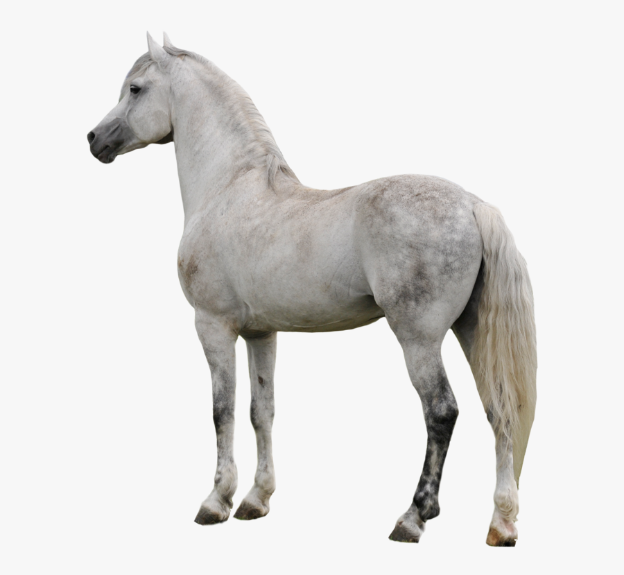 Horse Clipart - White Horse Png, Transparent Clipart
