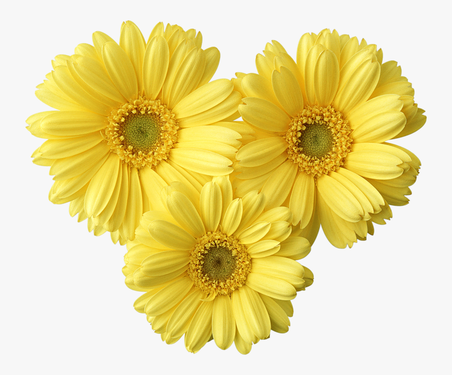 Daisy Clipart Png - Group Of Flowers Png, Transparent Clipart