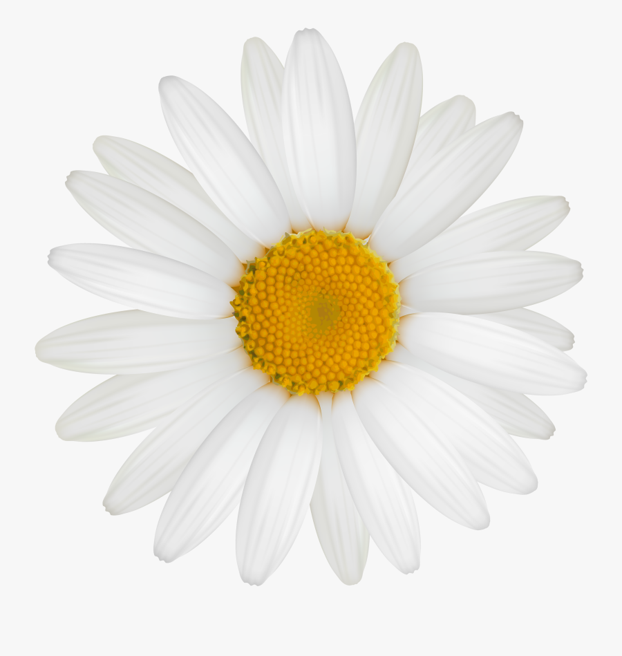 White Daisy Png Clipart - Great Gatsby Daisy Flower, Transparent Clipart