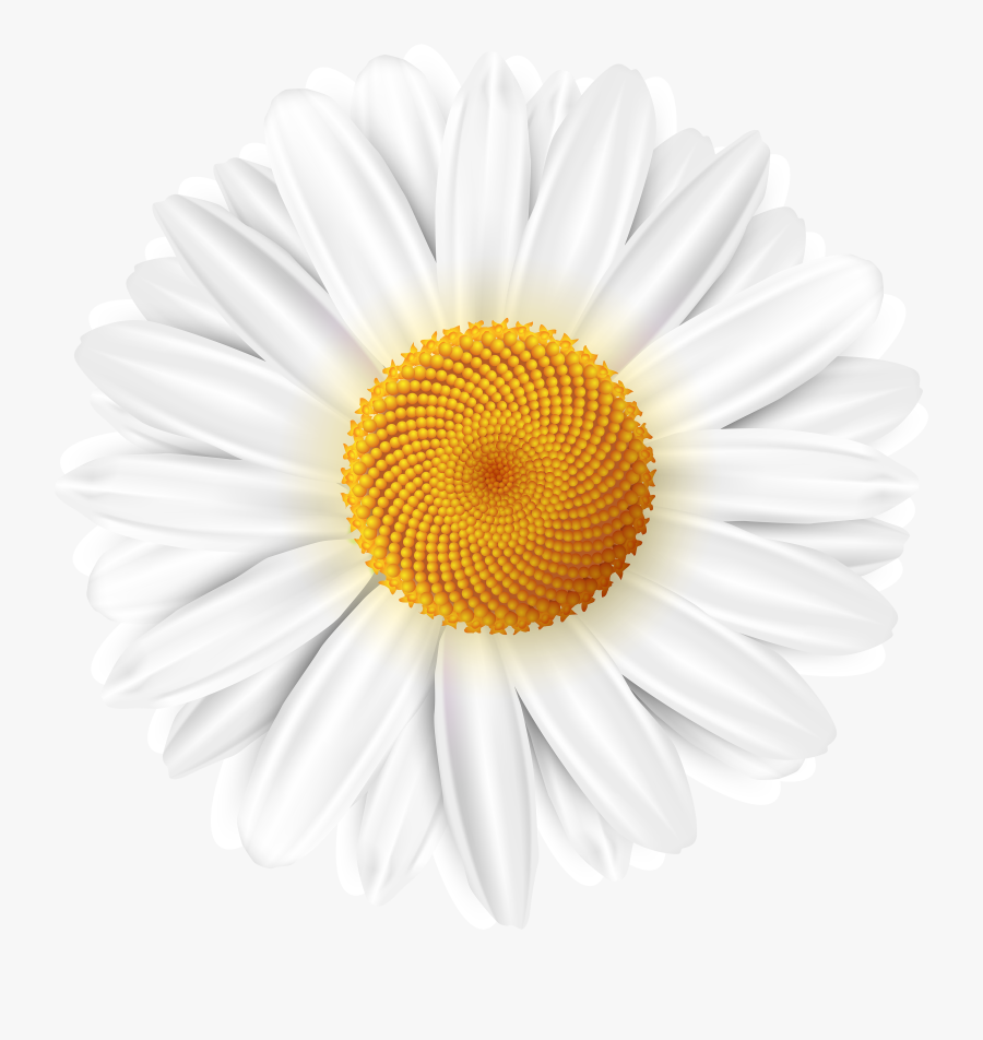 White Daisy Transparent Clip Art Image - Transparent Background White Daisy, Transparent Clipart