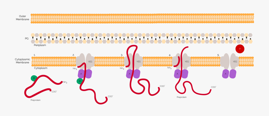 Transparent Thermometer Clipart Black And White, Transparent Clipart