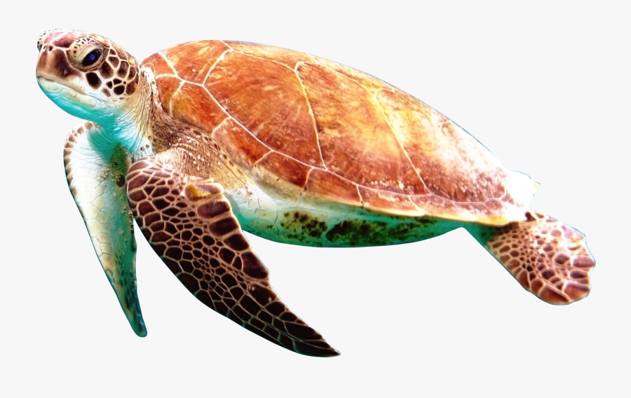 Transparent Turtle Clipart Png - Sea Turtle Transparent Background, Transparent Clipart