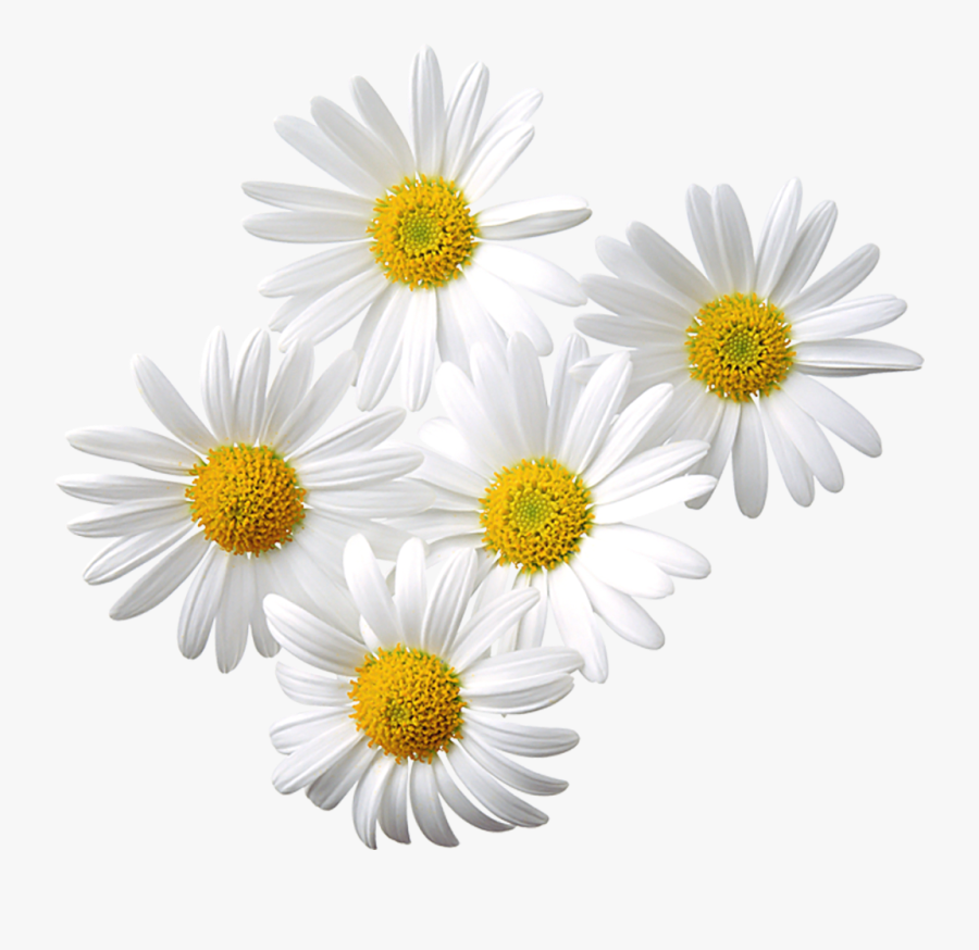 Free Daisy Clipart Public Domain Flower Clip Art Images - Happy Mother's Day Beer, Transparent Clipart