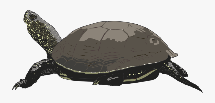 Hawaiian Sea Turtle Clipart Free Images 2 Clipartandscrap - Turtle, Transparent Clipart