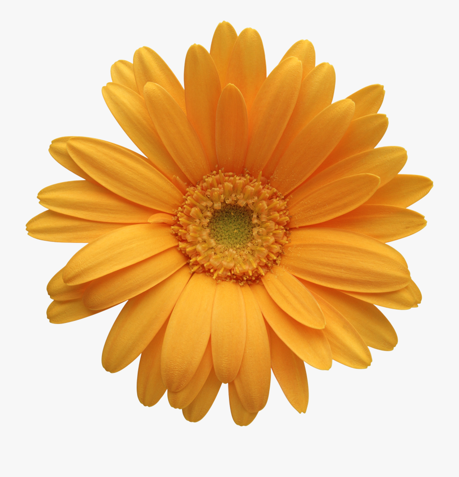 Daisy Flower Clip Art Free Vector For Download About - Orange Daisy Flower Png, Transparent Clipart