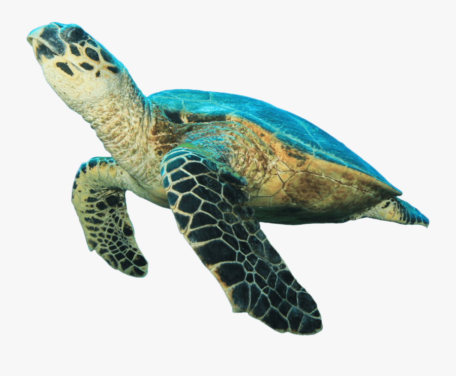 Sea Turtle Prehistoric Turtle Clipart Transparent Stick - Sea Turtle White Background, Transparent Clipart