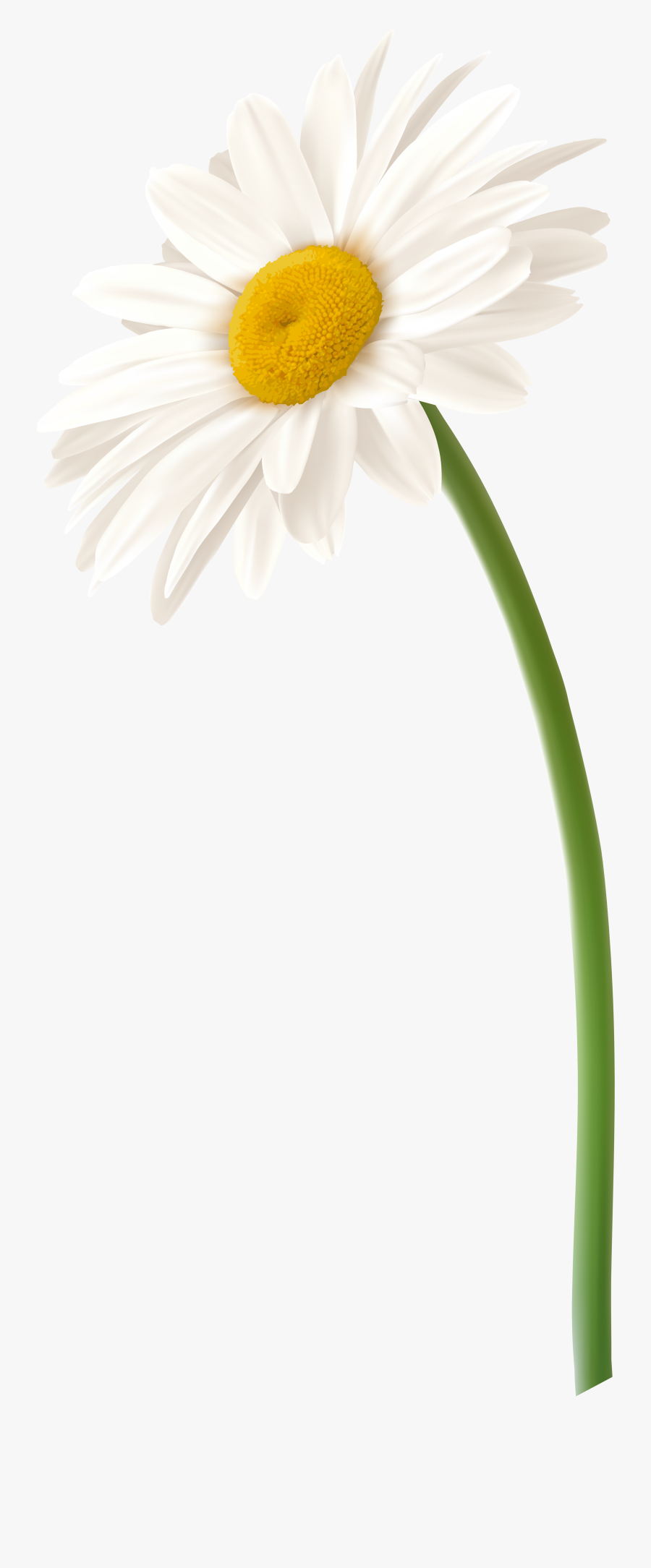 Gerbera Daisy Clipart At Getdrawings - White Gerbera Daisy Png, Transparent Clipart