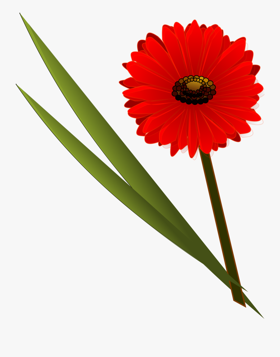 Cartoons Of Gerbera Daisy , Free Transparent Clipart ClipartKey