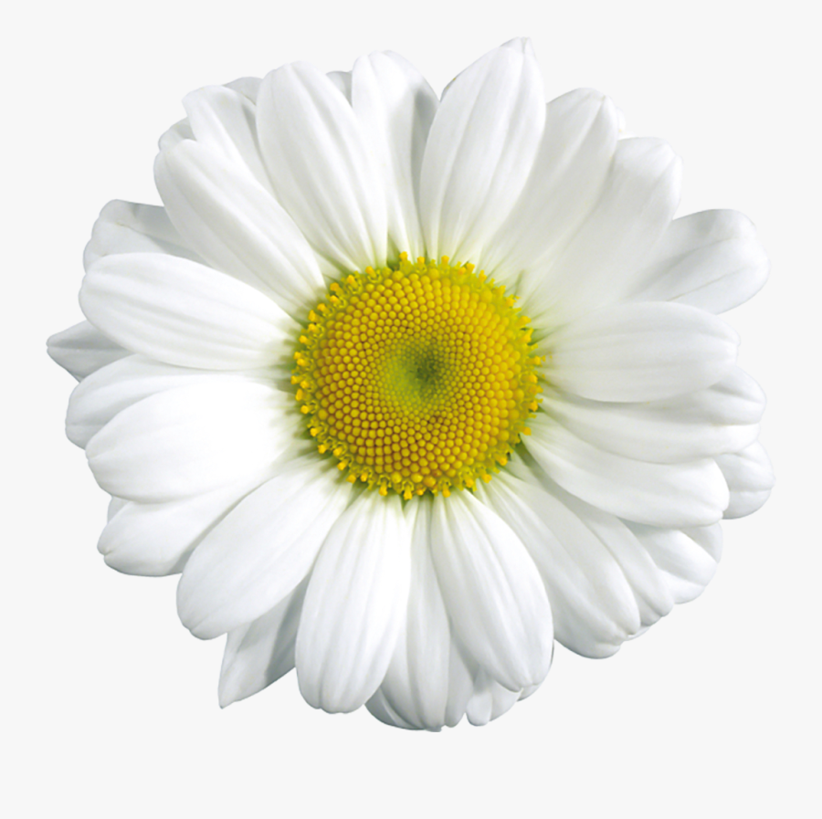 Daisy Transparent Background, Transparent Clipart