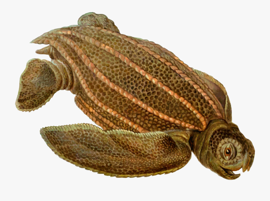 Turtle - Archelon Transparent, Transparent Clipart