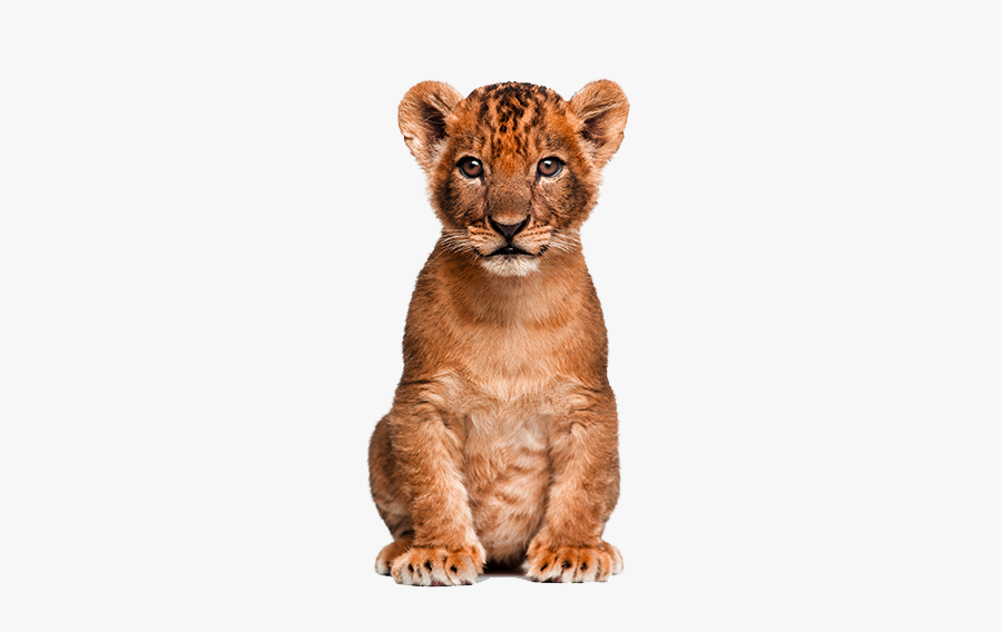 Animals Clipart Png,cartoon A - Transparent Lion Cub Png, Transparent Clipart