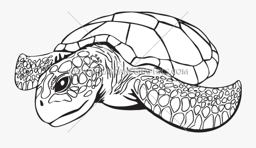 Line Drawing At Getdrawings - Line Art Sea Turtle, Transparent Clipart