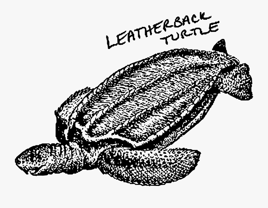 Transparent Sea Turtle Clip Art - Leatherback Turtle Clipart, Transparent Clipart