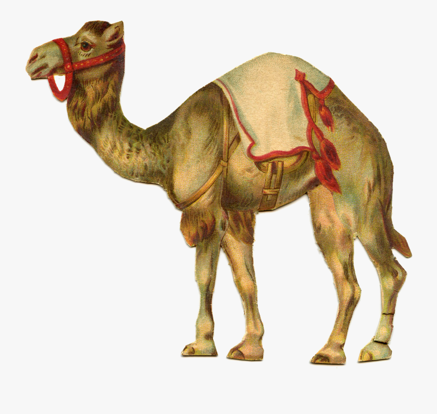 Transparent Camel Png - Vintage Circus Camel, Transparent Clipart