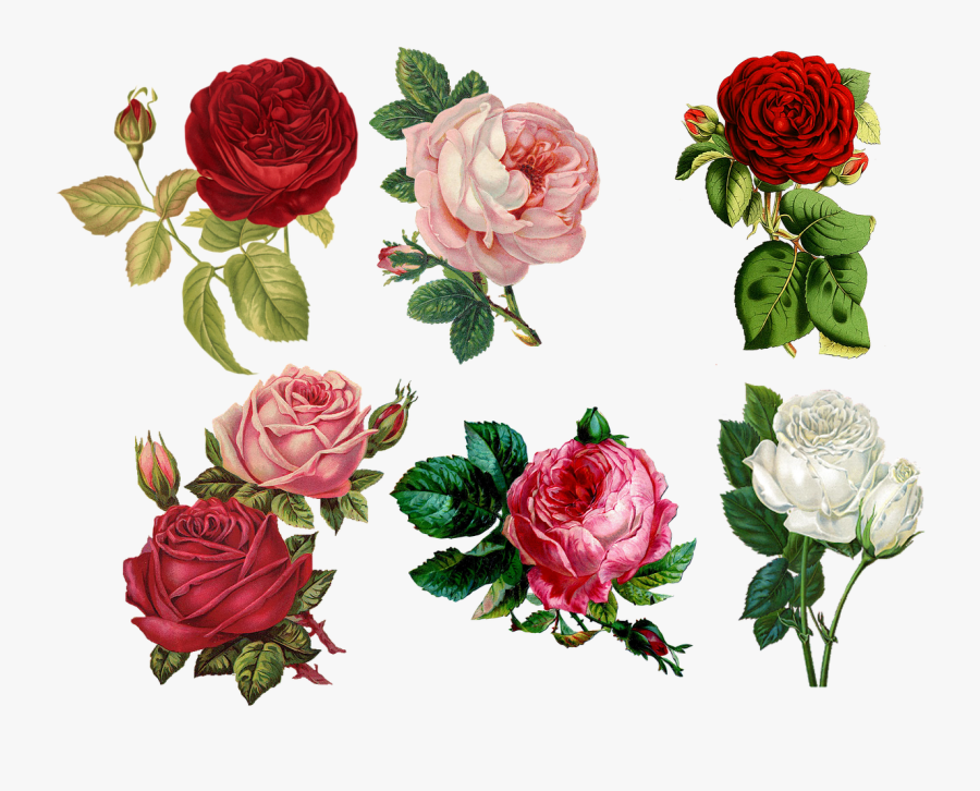 Birthday Cliparts Flowers 10, Buy Clip Art - Roses Collage, Transparent Clipart