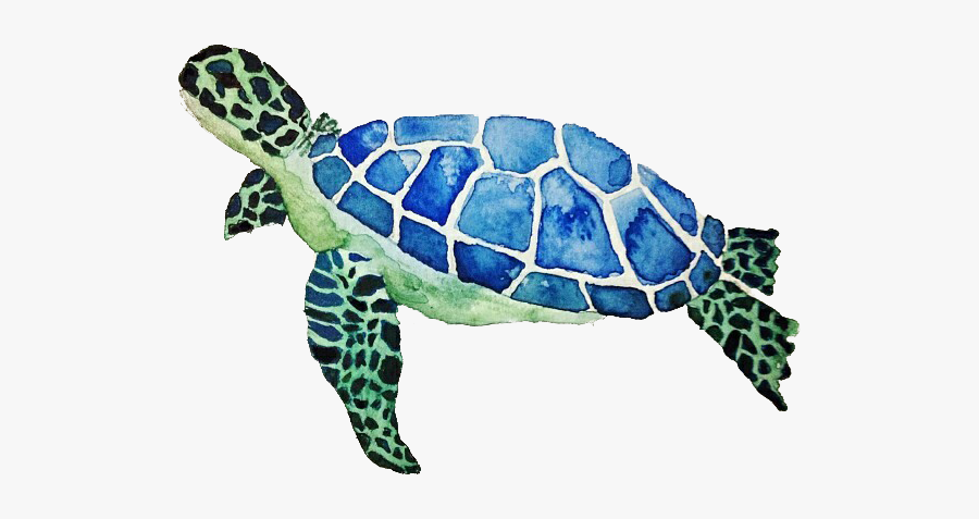 Green Sea Turtle, Transparent Clipart