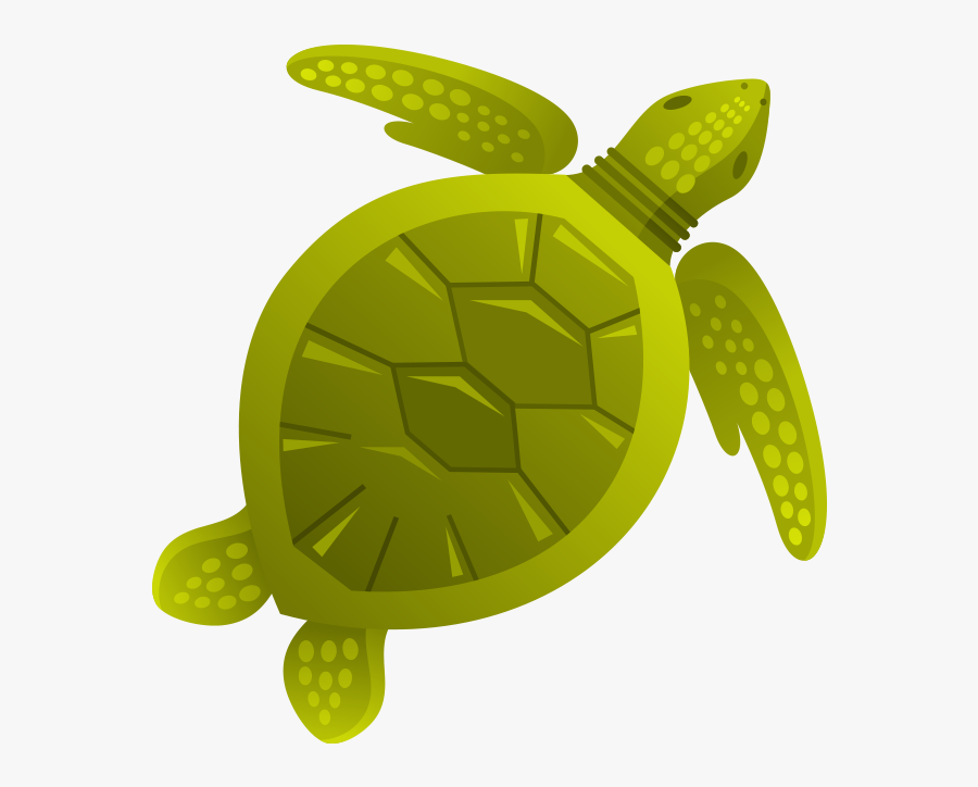 Cartoon Sea Shells, Transparent Clipart