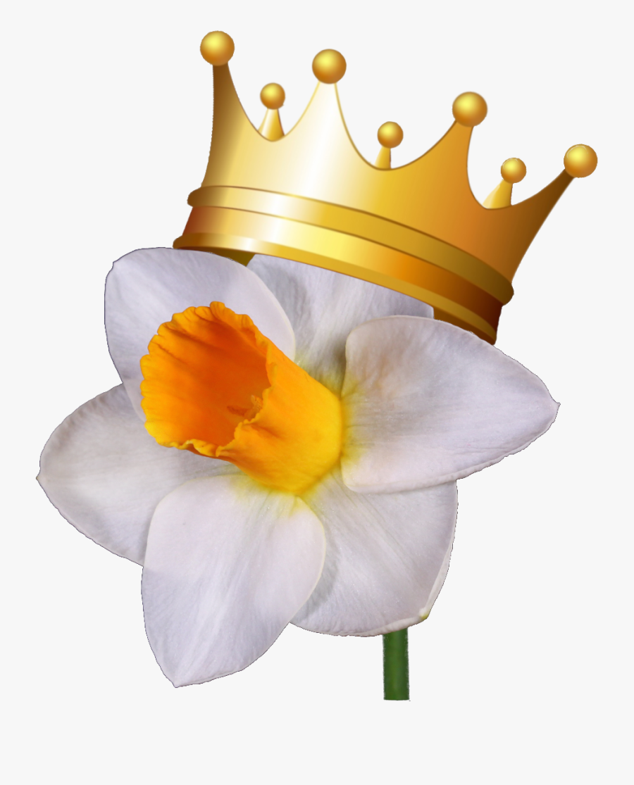 Daffodil Clipart April - Narcissus, Transparent Clipart