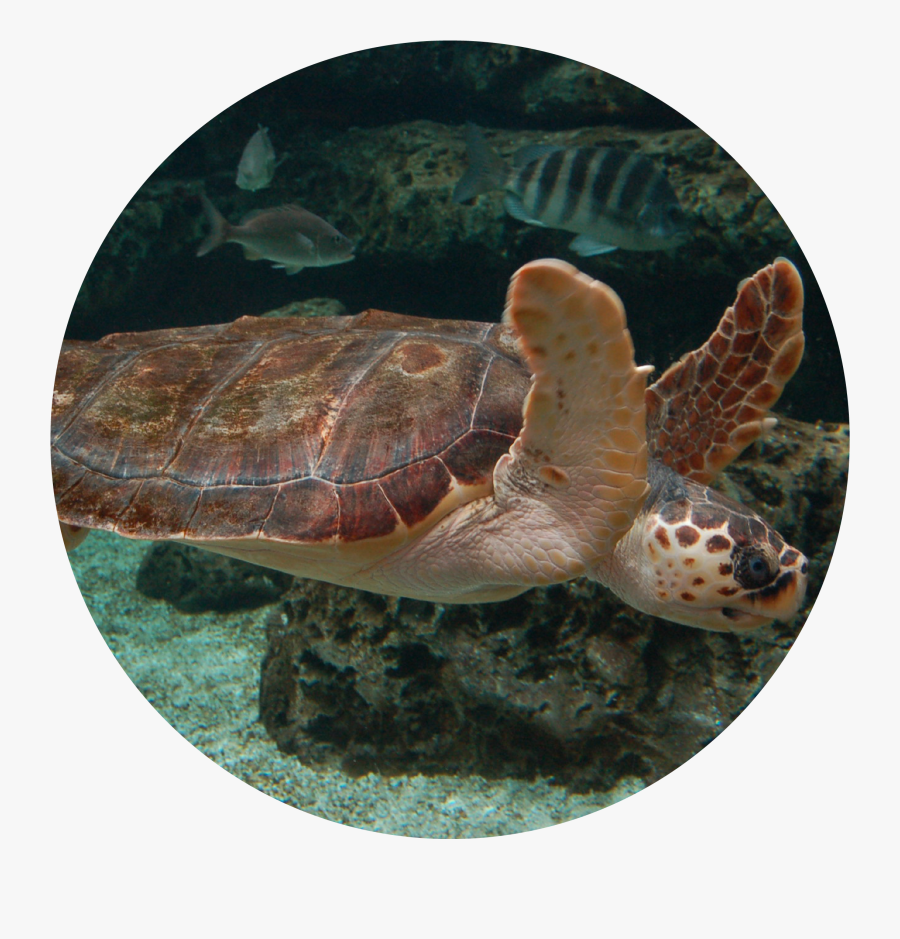 Clip Art Is A Turtle A Vertebrate - Animales Del Acuario De Gijon, Transparent Clipart