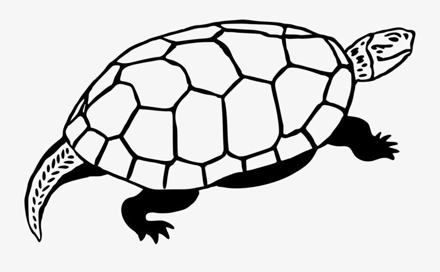 Turtle,line Art,reptile - Turtle, Transparent Clipart