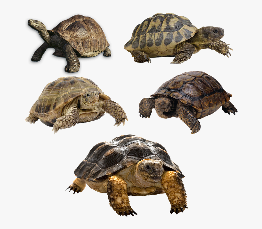 Turtle Images - Turtle Png, Transparent Clipart