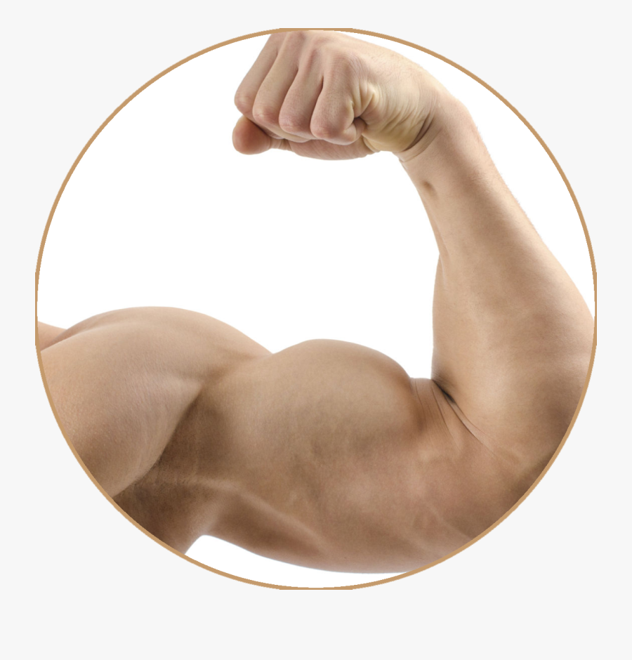 Transparent Muscle Arm Png - Muscle Arm Transparent Png, Transparent Clipart