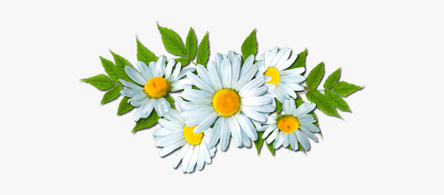 Daisy Clipart Flores - Camomile Png, Transparent Clipart