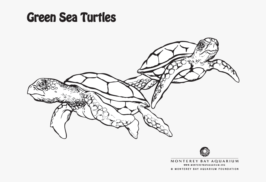 Transparent Sea Turtle Clipart Png - Green Sea Turtle Drawing Colour, Transparent Clipart