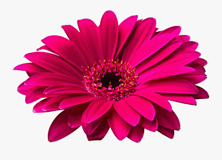 Pink Gerbera Daisy Clipart - Flowers Png Image Hd, Transparent Clipart