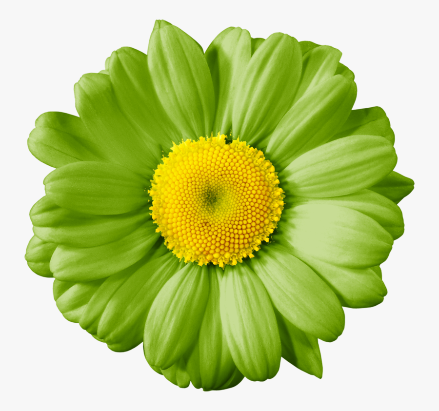 Полоски Из Цветов Png, Transparent Clipart