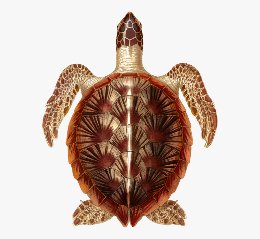 Turtle,reptile,tortoise, Transparent Clipart